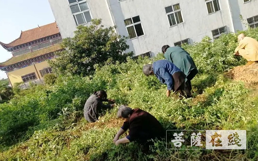 佛教-抢抓农时,自力更生,湖北各寺掀起春耕生产热潮 佛教-抢抓农时,自力更生,湖北各寺掀起春耕生产热潮