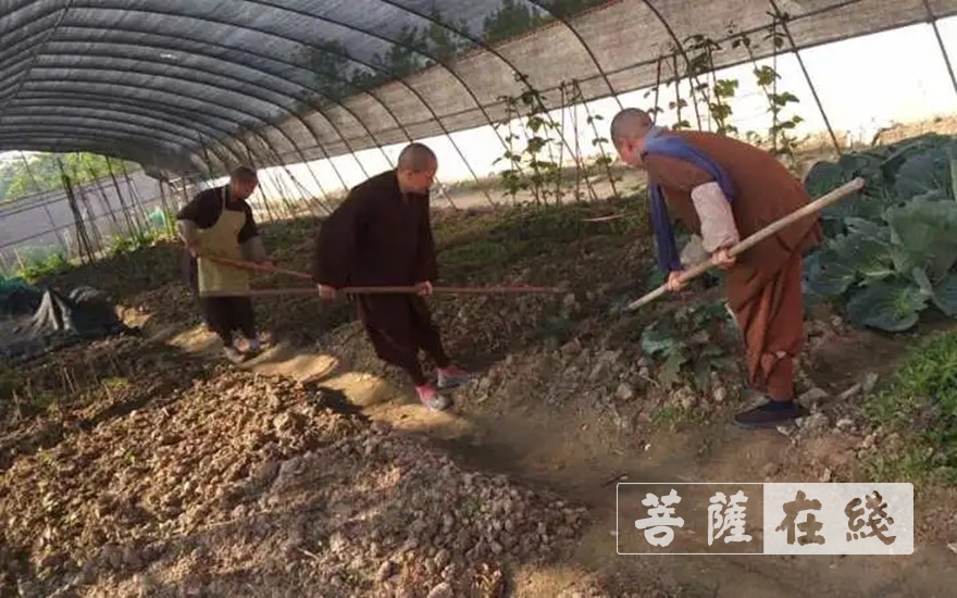 佛教-抢抓农时,自力更生,湖北各寺掀起春耕生产热潮 佛教-抢抓农时,自力更生,湖北各寺掀起春耕生产热潮