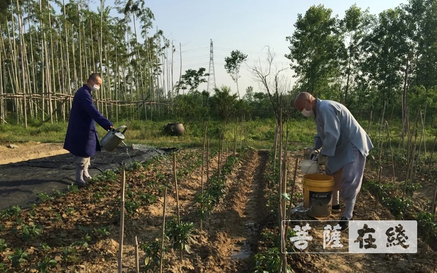 佛教-抢抓农时,自力更生,湖北各寺掀起春耕生产热潮 佛教-抢抓农时,自力更生,湖北各寺掀起春耕生产热潮