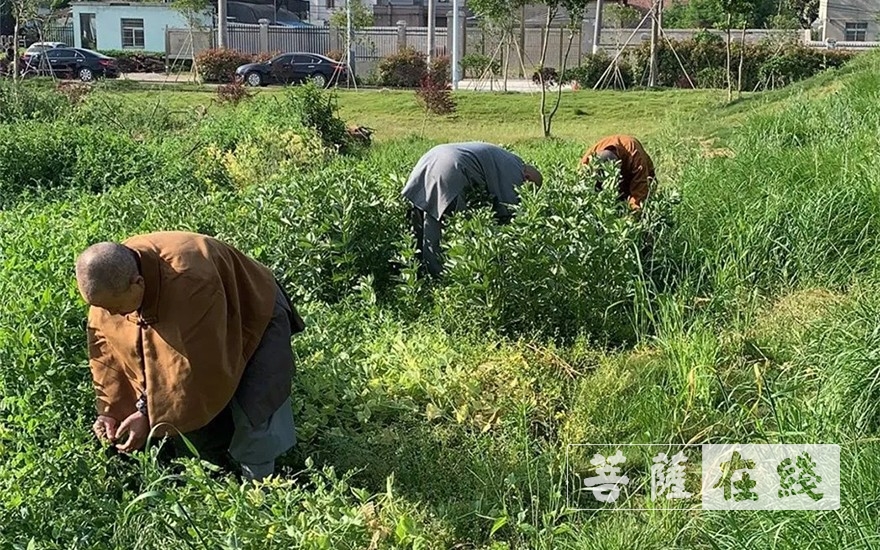 佛教-抢抓农时,自力更生,湖北各寺掀起春耕生产热潮 佛教-抢抓农时,自力更生,湖北各寺掀起春耕生产热潮