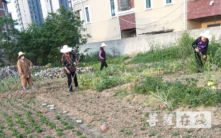 佛教-抢抓农时,自力更生,湖北各寺掀起春耕生产热潮 佛教-抢抓农时,自力更生,湖北各寺掀起春耕生产热潮