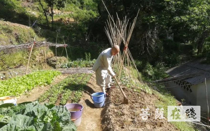 佛教-抢抓农时,自力更生,湖北各寺掀起春耕生产热潮 佛教-抢抓农时,自力更生,湖北各寺掀起春耕生产热潮
