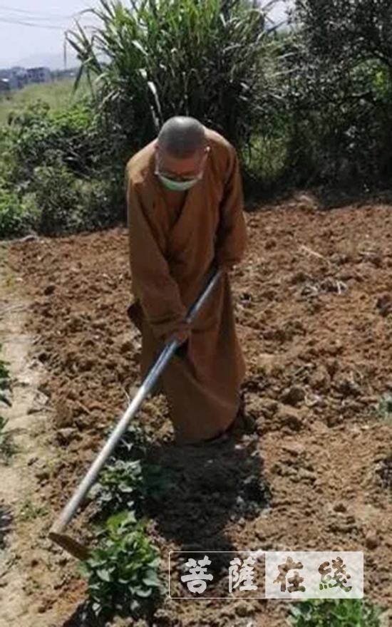佛教-抢抓农时,自力更生,湖北各寺掀起春耕生产热潮 佛教-抢抓农时,自力更生,湖北各寺掀起春耕生产热潮