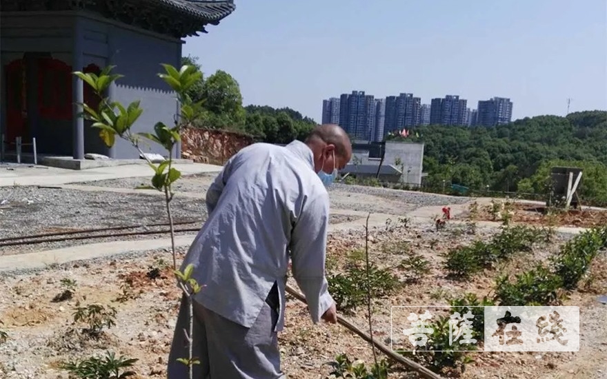 佛教-抢抓农时,自力更生,湖北各寺掀起春耕生产热潮 佛教-抢抓农时,自力更生,湖北各寺掀起春耕生产热潮