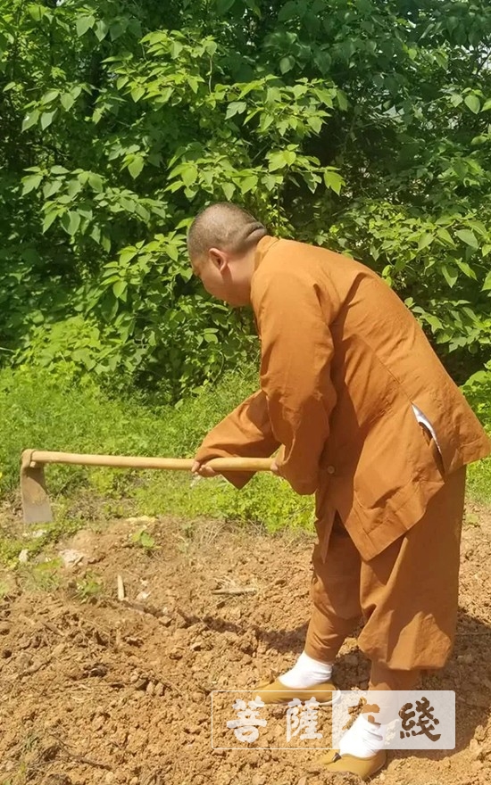 佛教-抢抓农时,自力更生,湖北各寺掀起春耕生产热潮 佛教-抢抓农时,自力更生,湖北各寺掀起春耕生产热潮