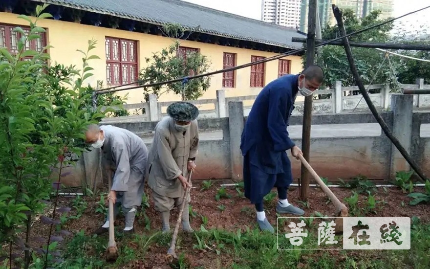 佛教-抢抓农时,自力更生,湖北各寺掀起春耕生产热潮 佛教-抢抓农时,自力更生,湖北各寺掀起春耕生产热潮