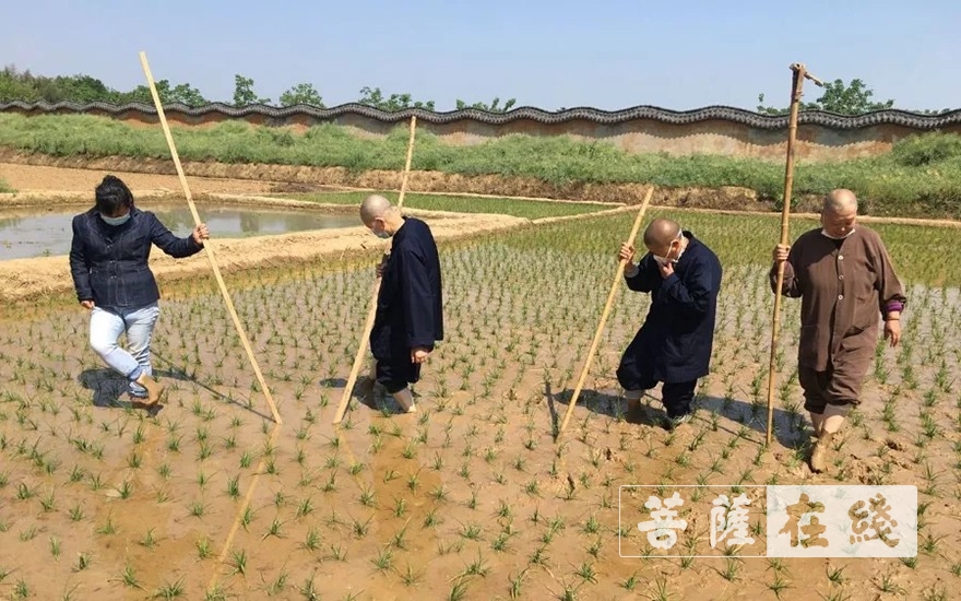 佛教-抢抓农时,自力更生,湖北各寺掀起春耕生产热潮 佛教-抢抓农时,自力更生,湖北各寺掀起春耕生产热潮