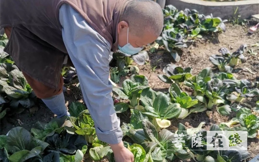佛教-抢抓农时,自力更生,湖北各寺掀起春耕生产热潮 佛教-抢抓农时,自力更生,湖北各寺掀起春耕生产热潮