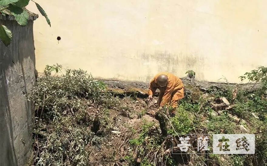 佛教-抢抓农时,自力更生,湖北各寺掀起春耕生产热潮 佛教-抢抓农时,自力更生,湖北各寺掀起春耕生产热潮