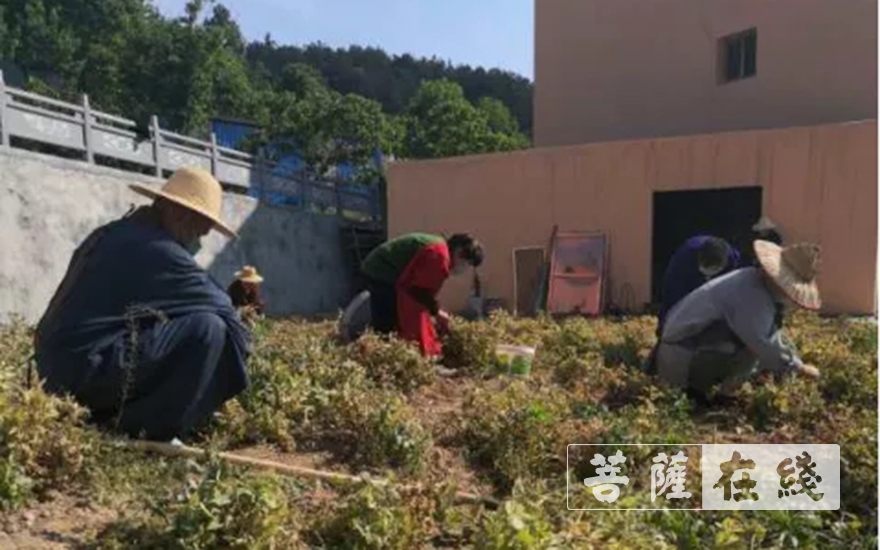 佛教-抢抓农时,自力更生,湖北各寺掀起春耕生产热潮 佛教-抢抓农时,自力更生,湖北各寺掀起春耕生产热潮