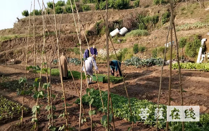 佛教-抢抓农时,自力更生,湖北各寺掀起春耕生产热潮 佛教-抢抓农时,自力更生,湖北各寺掀起春耕生产热潮