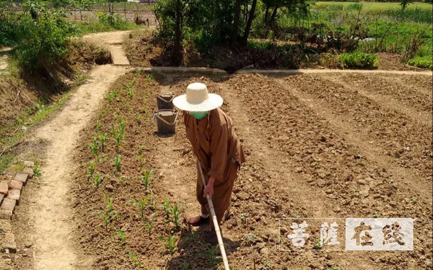佛教-抢抓农时,自力更生,湖北各寺掀起春耕生产热潮 佛教-抢抓农时,自力更生,湖北各寺掀起春耕生产热潮