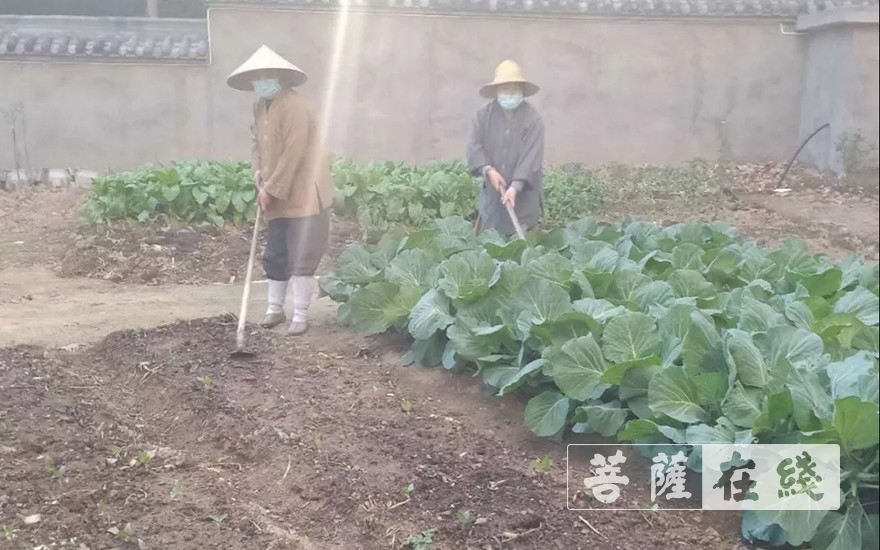 佛教-抢抓农时,自力更生,湖北各寺掀起春耕生产热潮 佛教-抢抓农时,自力更生,湖北各寺掀起春耕生产热潮