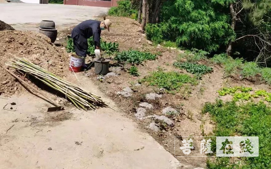 佛教-抢抓农时,自力更生,湖北各寺掀起春耕生产热潮 佛教-抢抓农时,自力更生,湖北各寺掀起春耕生产热潮