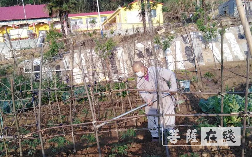 佛教-抢抓农时,自力更生,湖北各寺掀起春耕生产热潮 佛教-抢抓农时,自力更生,湖北各寺掀起春耕生产热潮