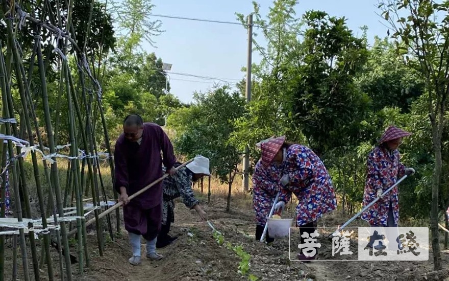佛教-抢抓农时,自力更生,湖北各寺掀起春耕生产热潮 佛教-抢抓农时,自力更生,湖北各寺掀起春耕生产热潮