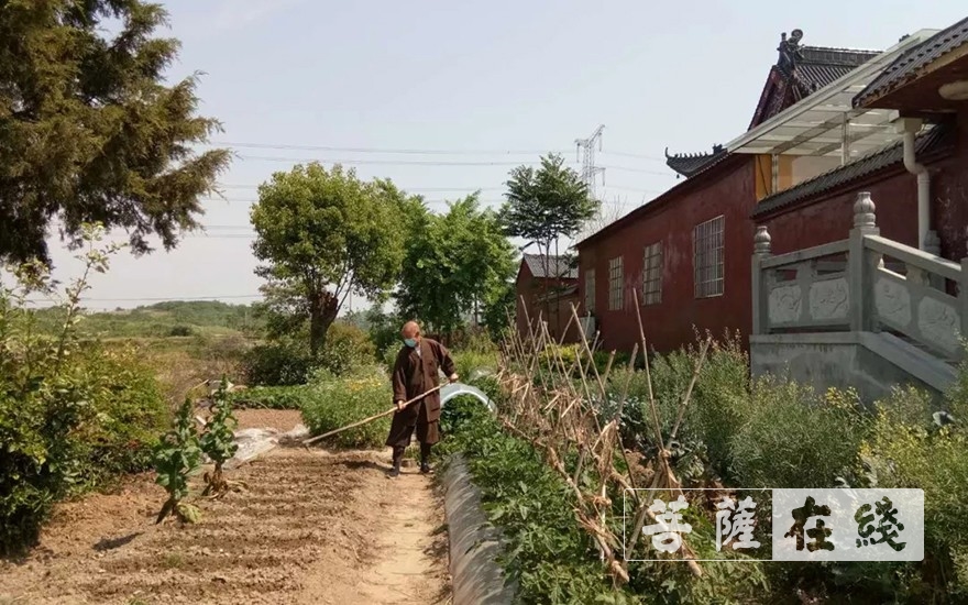 佛教-抢抓农时,自力更生,湖北各寺掀起春耕生产热潮 佛教-抢抓农时,自力更生,湖北各寺掀起春耕生产热潮