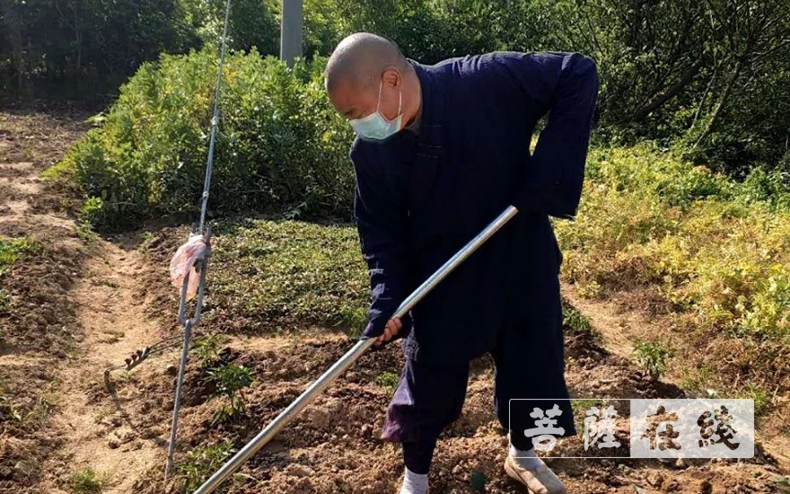 佛教-抢抓农时,自力更生,湖北各寺掀起春耕生产热潮 佛教-抢抓农时,自力更生,湖北各寺掀起春耕生产热潮