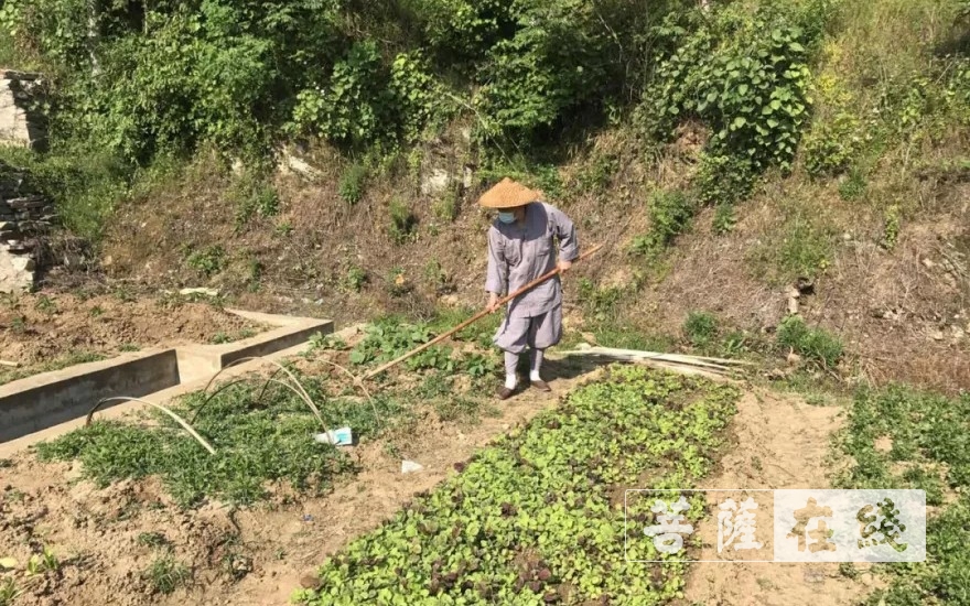 佛教-抢抓农时,自力更生,湖北各寺掀起春耕生产热潮 佛教-抢抓农时,自力更生,湖北各寺掀起春耕生产热潮