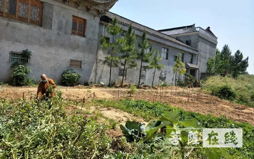 佛教-抢抓农时,自力更生,湖北各寺掀起春耕生产热潮 佛教-抢抓农时,自力更生,湖北各寺掀起春耕生产热潮