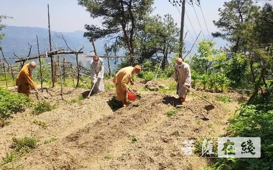 佛教-抢抓农时,自力更生,湖北各寺掀起春耕生产热潮 佛教-抢抓农时,自力更生,湖北各寺掀起春耕生产热潮