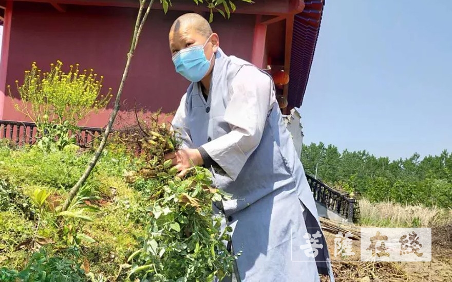 佛教-抢抓农时,自力更生,湖北各寺掀起春耕生产热潮 佛教-抢抓农时,自力更生,湖北各寺掀起春耕生产热潮