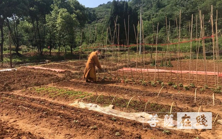 佛教-抢抓农时,自力更生,湖北各寺掀起春耕生产热潮 佛教-抢抓农时,自力更生,湖北各寺掀起春耕生产热潮