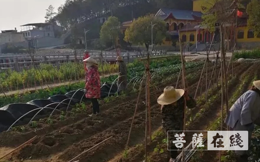 佛教-抢抓农时,自力更生,湖北各寺掀起春耕生产热潮 佛教-抢抓农时,自力更生,湖北各寺掀起春耕生产热潮