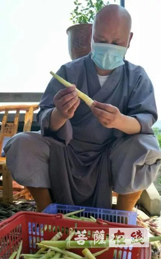 佛教-抢抓农时,自力更生,湖北各寺掀起春耕生产热潮 佛教-抢抓农时,自力更生,湖北各寺掀起春耕生产热潮