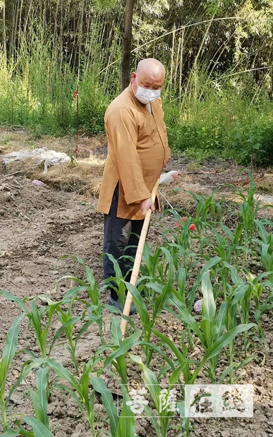 佛教-抢抓农时,自力更生,湖北各寺掀起春耕生产热潮 佛教-抢抓农时,自力更生,湖北各寺掀起春耕生产热潮