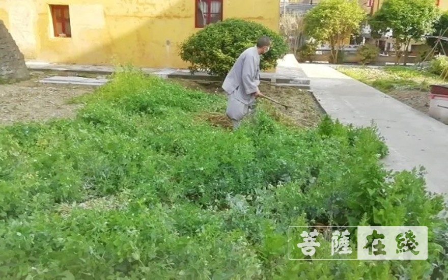 佛教-抢抓农时,自力更生,湖北各寺掀起春耕生产热潮 佛教-抢抓农时,自力更生,湖北各寺掀起春耕生产热潮