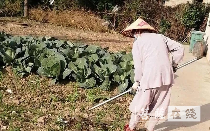 佛教-抢抓农时,自力更生,湖北各寺掀起春耕生产热潮 佛教-抢抓农时,自力更生,湖北各寺掀起春耕生产热潮