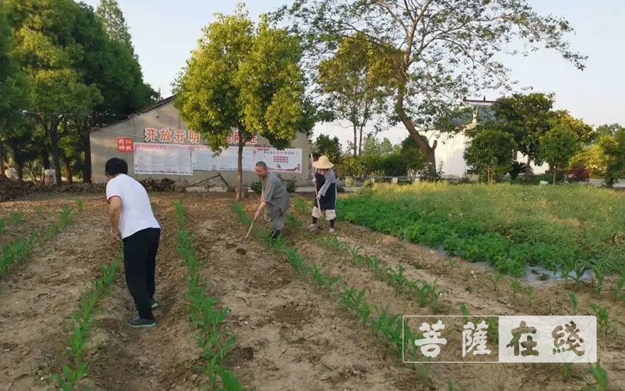 佛教-抢抓农时,自力更生,湖北各寺掀起春耕生产热潮 佛教-抢抓农时,自力更生,湖北各寺掀起春耕生产热潮