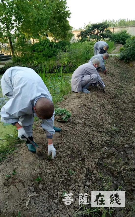佛教-抢抓农时,自力更生,湖北各寺掀起春耕生产热潮 佛教-抢抓农时,自力更生,湖北各寺掀起春耕生产热潮