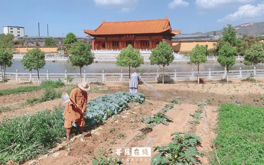 疫情-疫情之下,关闭山门的寺院僧活是怎样的? 疫情-疫情之下,关闭山门的寺院僧活是怎样的?
