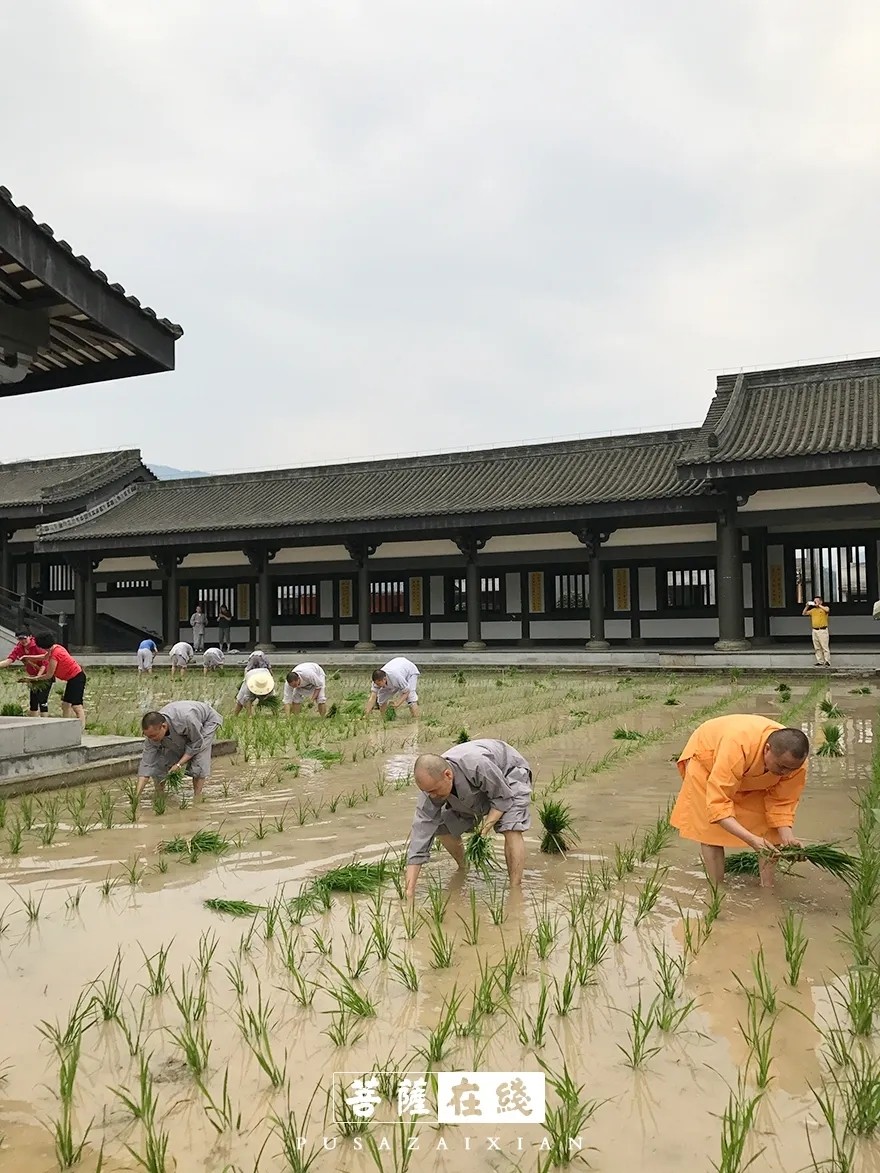 疫情-疫情之下,关闭山门的寺院僧活是怎样的? 疫情-疫情之下,关闭山门的寺院僧活是怎样的?