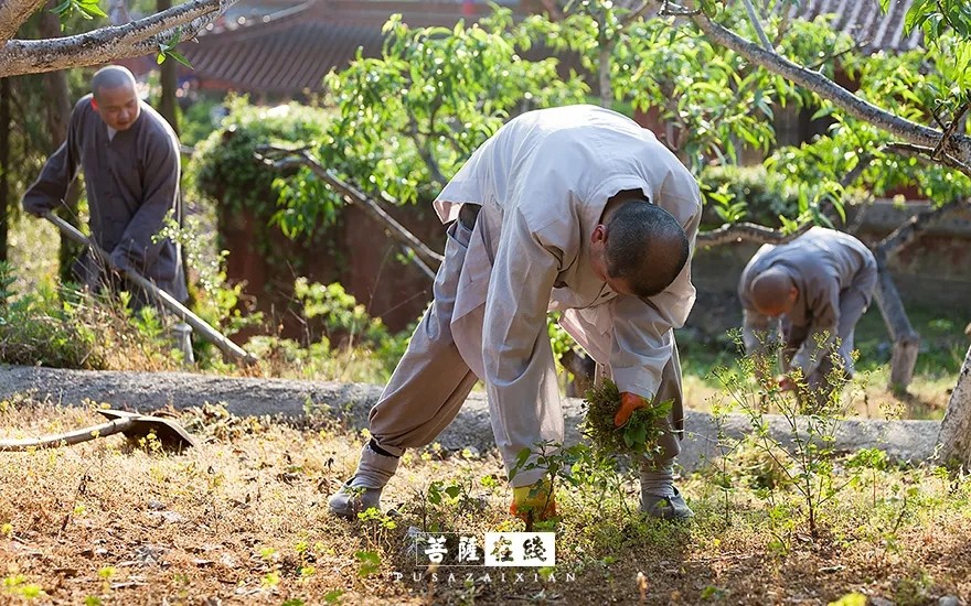 疫情-疫情之下,关闭山门的寺院僧活是怎样的? 疫情-疫情之下,关闭山门的寺院僧活是怎样的?