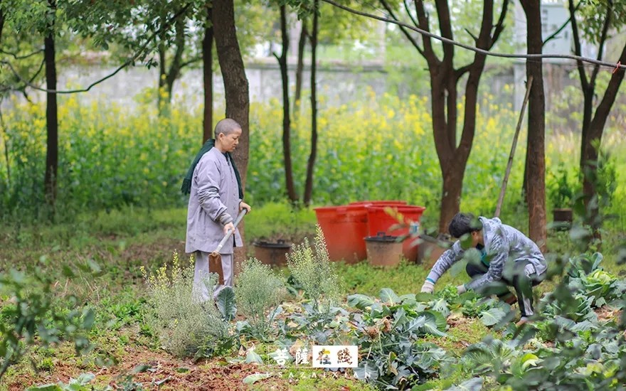 疫情-疫情之下,关闭山门的寺院僧活是怎样的? 疫情-疫情之下,关闭山门的寺院僧活是怎样的?