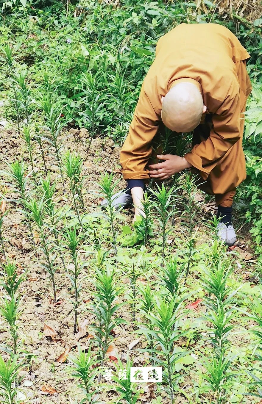疫情-疫情之下,关闭山门的寺院僧活是怎样的? 疫情-疫情之下,关闭山门的寺院僧活是怎样的?