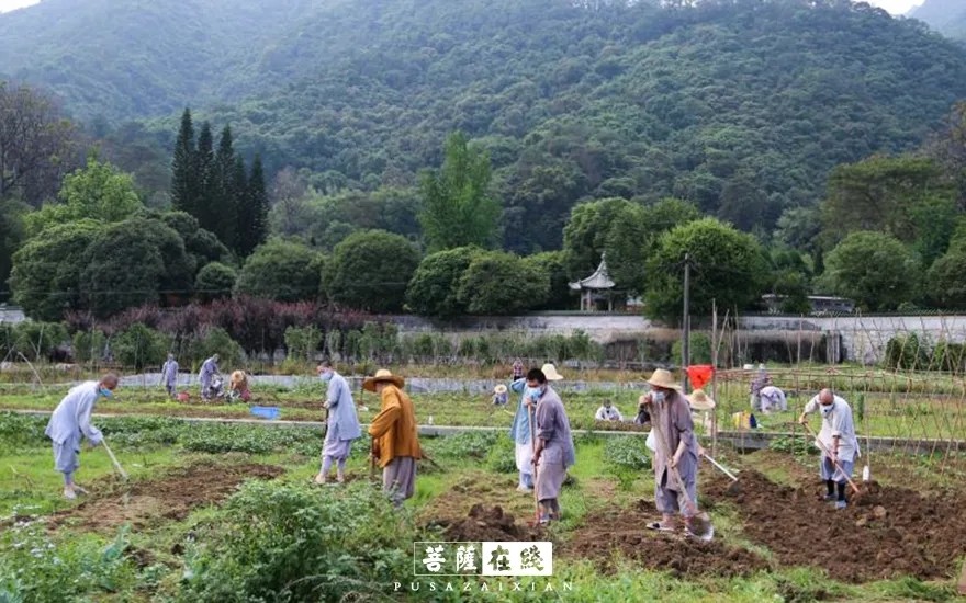 摄影-关门闭寺百余天,各大寺院僧众实修生活集锦 摄影-关门闭寺百余天,各大寺院僧众实修生活集锦