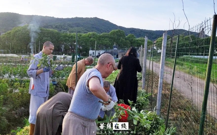 摄影-关门闭寺百余天,各大寺院僧众实修生活集锦 摄影-关门闭寺百余天,各大寺院僧众实修生活集锦