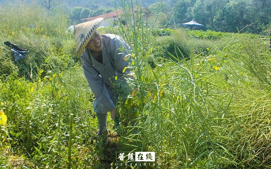 摄影-关门闭寺百余天,各大寺院僧众实修生活集锦 摄影-关门闭寺百余天,各大寺院僧众实修生活集锦