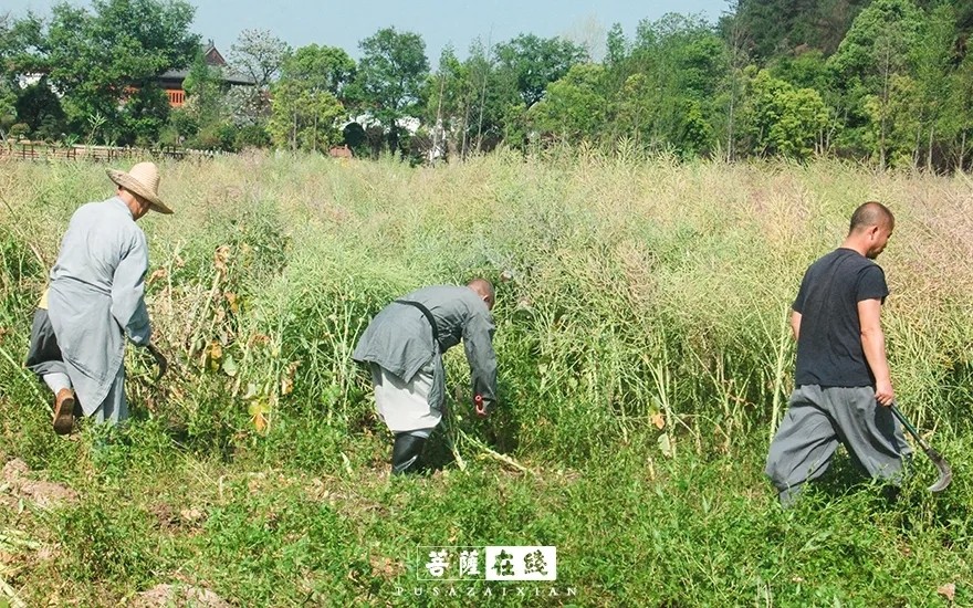 摄影-关门闭寺百余天,各大寺院僧众实修生活集锦 摄影-关门闭寺百余天,各大寺院僧众实修生活集锦