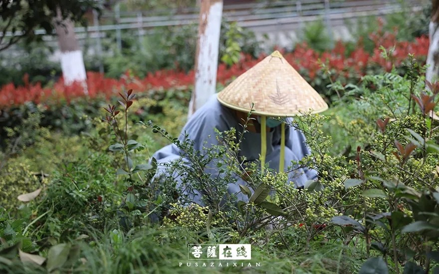 摄影-关门闭寺百余天,各大寺院僧众实修生活集锦 摄影-关门闭寺百余天,各大寺院僧众实修生活集锦
