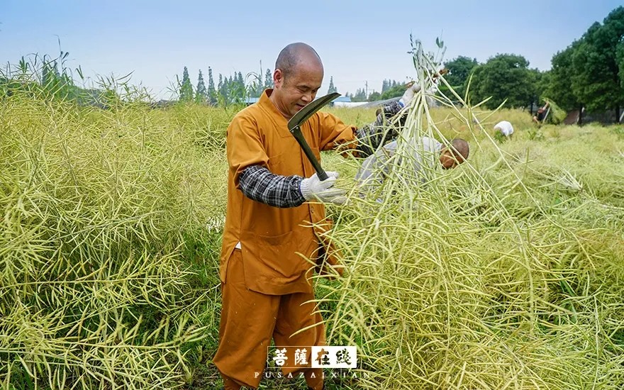 摄影-关门闭寺百余天,各大寺院僧众实修生活集锦 摄影-关门闭寺百余天,各大寺院僧众实修生活集锦