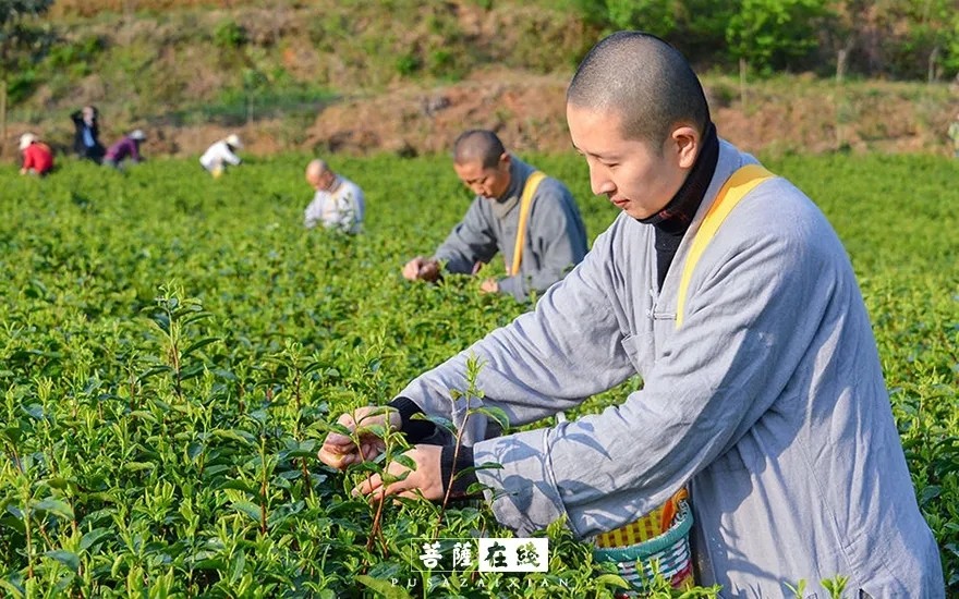 摄影-关门闭寺百余天,各大寺院僧众实修生活集锦 摄影-关门闭寺百余天,各大寺院僧众实修生活集锦