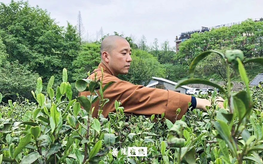 摄影-关门闭寺百余天,各大寺院僧众实修生活集锦 摄影-关门闭寺百余天,各大寺院僧众实修生活集锦