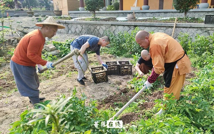 摄影-关门闭寺百余天,各大寺院僧众实修生活集锦 摄影-关门闭寺百余天,各大寺院僧众实修生活集锦