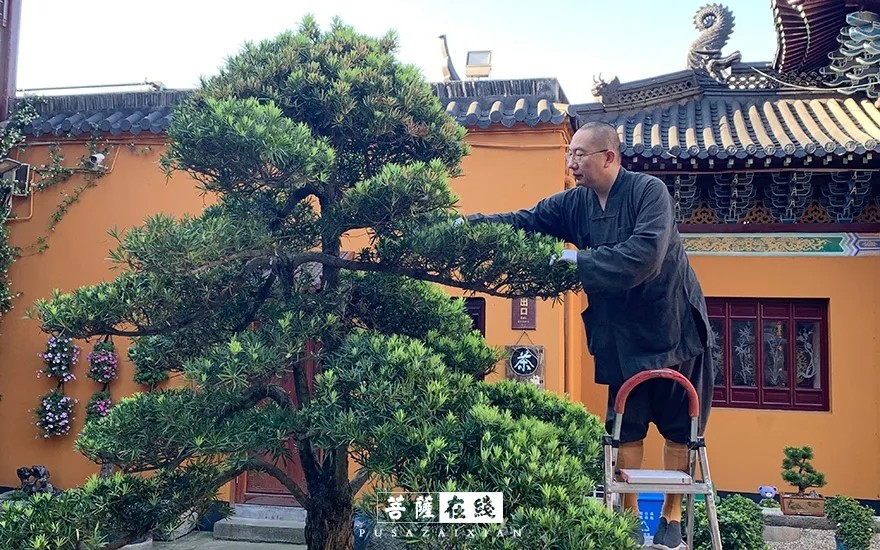 摄影-关门闭寺百余天,各大寺院僧众实修生活集锦 摄影-关门闭寺百余天,各大寺院僧众实修生活集锦