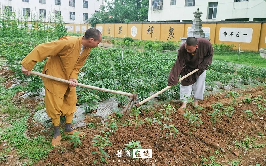 摄影-关门闭寺百余天,各大寺院僧众实修生活集锦 摄影-关门闭寺百余天,各大寺院僧众实修生活集锦